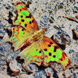 Satyr Angelwing Butterfly on the ground by Bruce Block