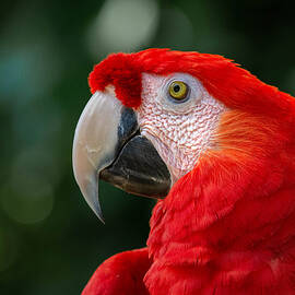 Scarlet Red Macaw by Rebecca Herranen