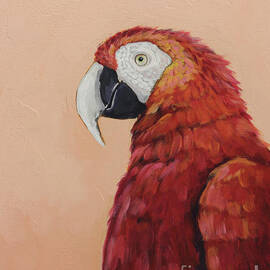 Scarlet the Parrot by Lucia Stewart