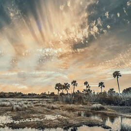 Scene 249D by Sally Fuller