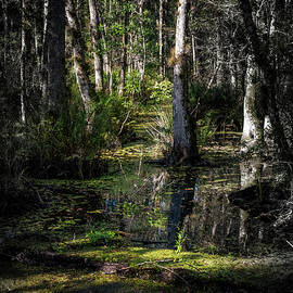 Scene 39A INTO THE SWAMP  by Sally Fuller