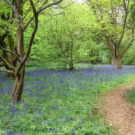 Scenic Woodland Path by Shirley Mitchell