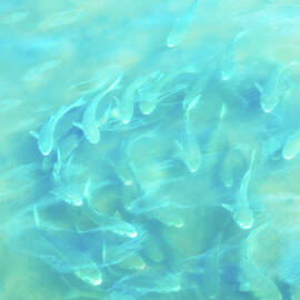 School of Fish Art by Laura Fasulo