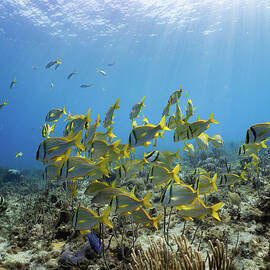 Schooling Fish in the Sunshine by Brian Weber