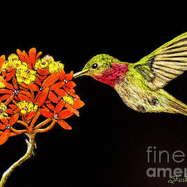 Scratchboard Hummingbird by Shirley Dutchkowski