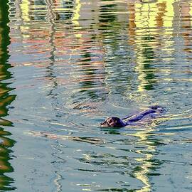 sea lion in the marina by Bruce Block