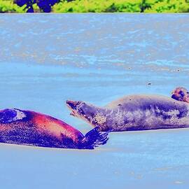 Sea Lions Lounging on Shore by Bruce Block