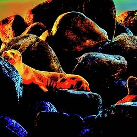 Sea Lions Resting on Coastal Rocks by Bruce Block
