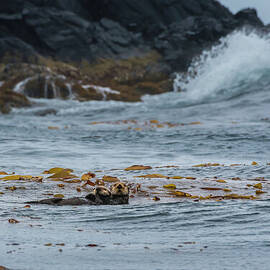 Sea Otter Mother and Pup #3 by Nancy Gleason