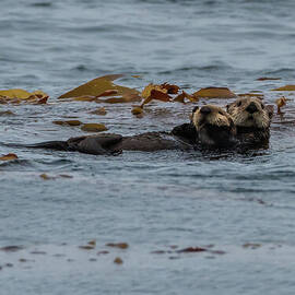 Sea Otter Mother and Pup in Kelp by Nancy Gleason