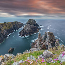 Sea-pinks at Malin Head, Co Donegal, IRELAND by Adrian Hendroff