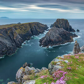 Sea-pinks at Malin Head in the Blue Hour - Portrait Version, Co Donegal, IRELAND by Adrian Hendroff