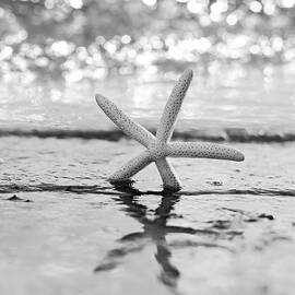 Sea Star BW by Laura Fasulo
