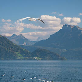Seagull above Lake Lucerne with Alps in Switzerland by Mary Lee Dereske