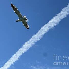 Seagull Flying Under Clear Blue Sky by Catherine Wilson