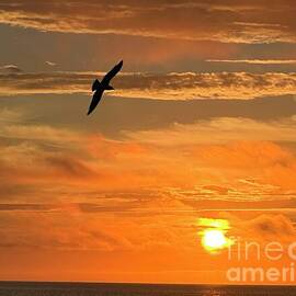 Seagull in a Vibrant Sunrise Sky by Catherine Wilson
