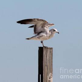 Seagull on Post by Catherine Wilson