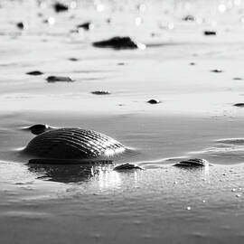 Seashell on a Sunlit Beach by Mary Lee Dereske