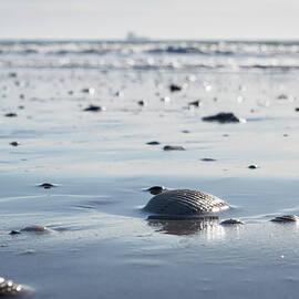 Seashell on the Gulf Coast by Mary Lee Dereske