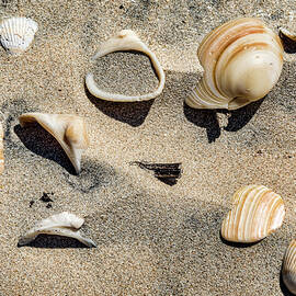 Seashells by Kelley King