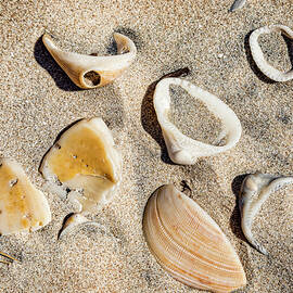 Seashore Seashells by Kelley King