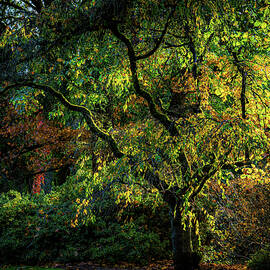 Seattle Arboretum by Tommy Farnsworth