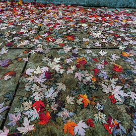 Seattle Autumn Leaves by Tommy Farnsworth