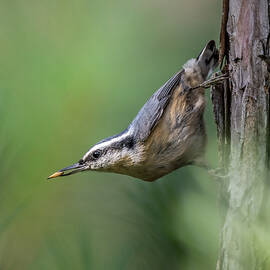 Seed by James Overesch