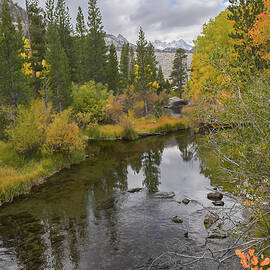 Serene Autumn Forest Stream by Bonnie Colgan