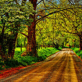 Serene Country Road in Spring by Stefano Senise