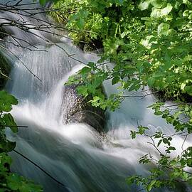Serene Forest Stream Cascading by Robert Grac