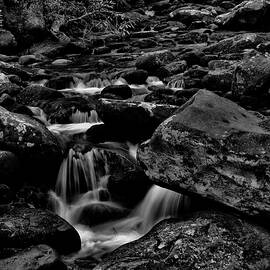 Serene Forest Stream by Stefano Senise