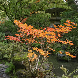Serene Japanese Garden with Lantern by Mary Jo Allen