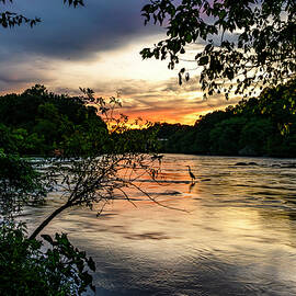 Great Blue Heron at Sunset