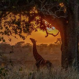 Serengeti Sunset Silhouette by Marcy Wielfaert