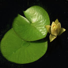 Serenity Unfolding by Dodie Ross