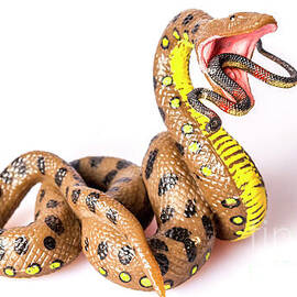 Serpent Eats Serpent by Jorgo Photography