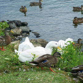 several ducks at the waters edge by Flees Photos
