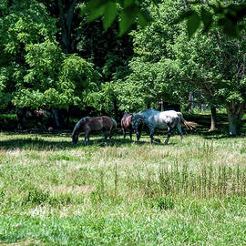 several horses in a field by Flees Photos