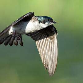 Sewing Needle by James Overesch