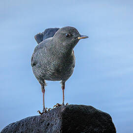 Shadowy Dipper by Tim Lyden