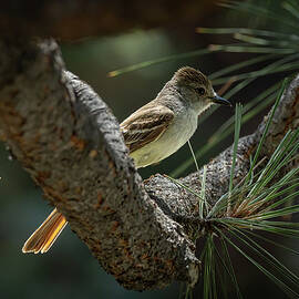 Shady Solace by Tim Lyden