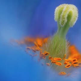 Shallow Himalayan Blue Poppy  by Susan Candelario