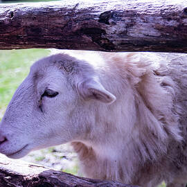 sheep at a farm fence by Flees Photos