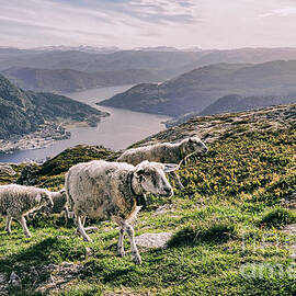 Sheep in Norway by Olivier Le Queinec