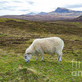 Sheep - Portree, Isle of Skye, Scotland by Jeff Saunders