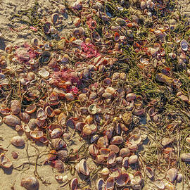 Shells on a Cape Cod Beach by Nancy Gleason