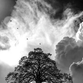 Sheltering Sky by Sofie Conte