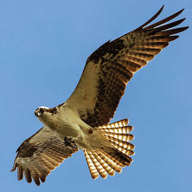 Shooting a Glance by Mike Lee