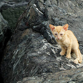 Shoreline Kitten by Richard Reeve
